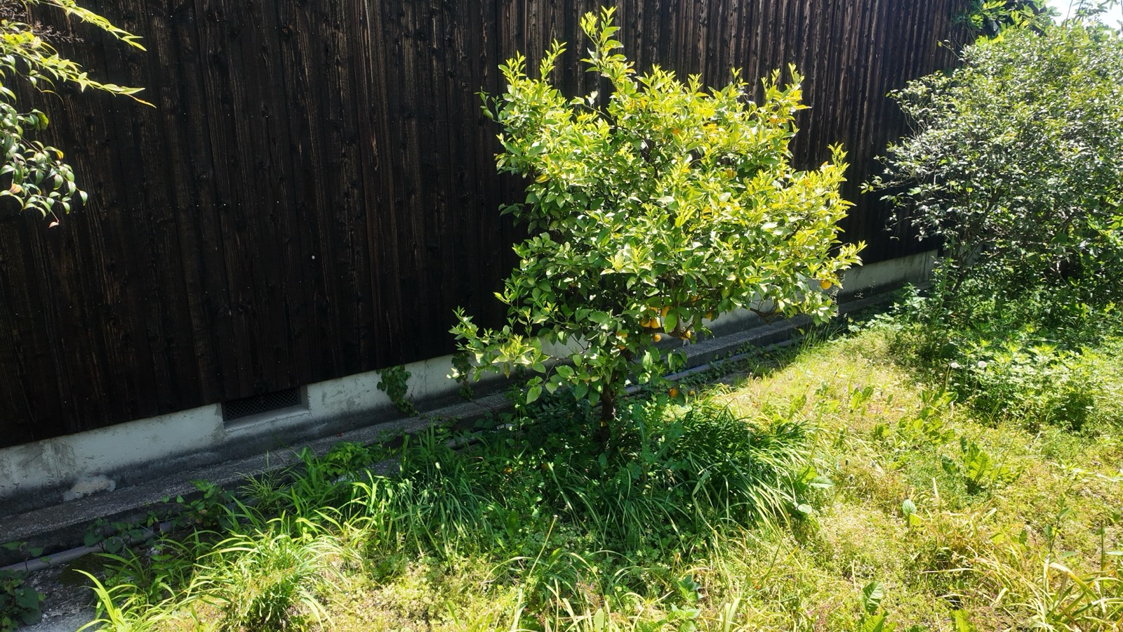 庭に実る——伊賀の古民家と、季節が届く暮らし